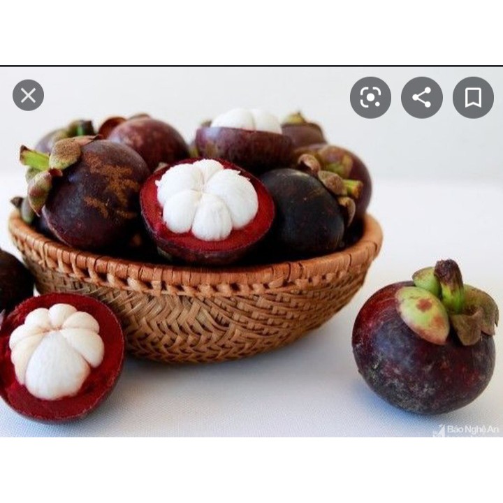 Măng cụt lái thiêu chín đều tươi ngon không bị chai sượng .1kg giao nhanh khu vực TP HCM VÀ CÁC TỈNH LÂN CẬN | BigBuy360 - bigbuy360.vn