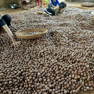 Hạt Macca mắc ca Đaklak 500g size 19~22mm/hạt