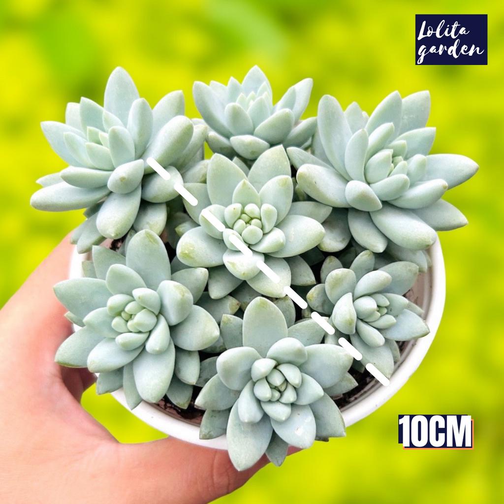 Sen đá chuỗi ngọc lam Đà Lạt size trung bình cây cảnh trang trí nhà cửa Lolita garden