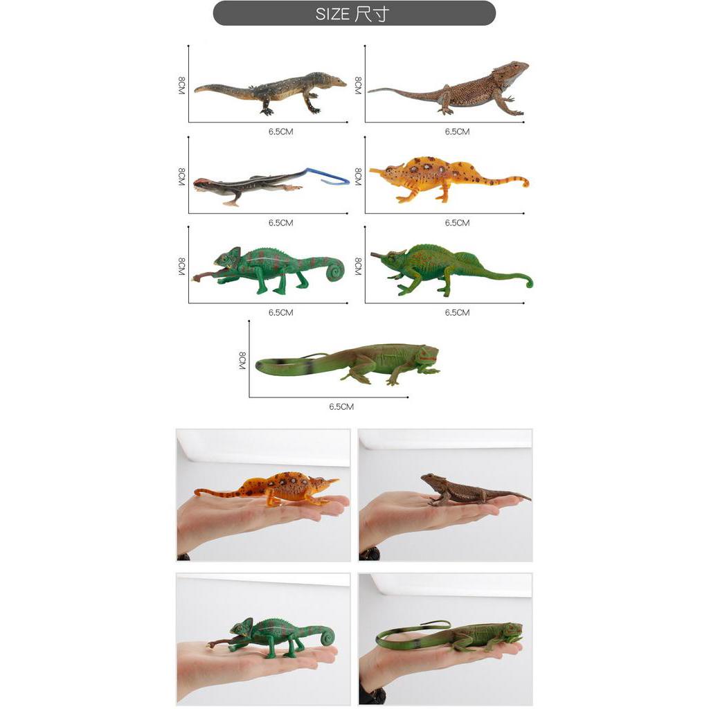 Mô hình kết hợp tắc kè hoa thằn lằn độc đáo