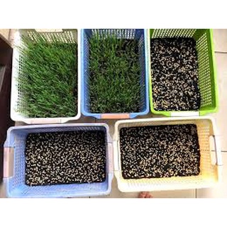 1KG Hạt giống mầm Cỏ Lúa Mì, (Kg) Hạt mầm cỏ Lúa Mạch