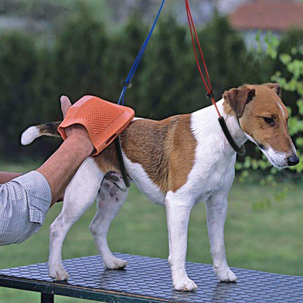 Giá Đỡ Huấn Luyện Chó Mèo Thiết Kế Kẹp Có Thể Điều Chỉnh Tiện Dụng