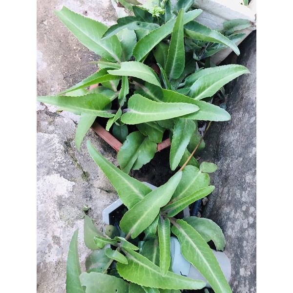 Cây lá bỏng Đột Biến Khủng lồ my hàng hiếm cây trưởng thành cao 60cm