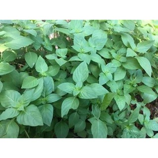 hạt giống lá é trắng 200 hạt