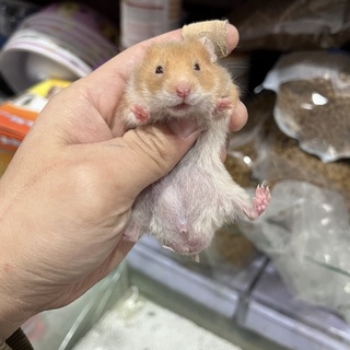 Chuột hamster bear ( vàng mơ )