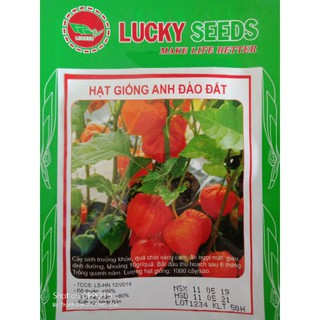 Hạt giống anh đào đất (thù lù Nam Mỹ) -50 hạt