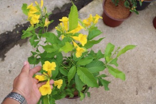 Cây hoa Hoàng Yến
