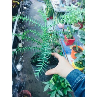 TÙNG BỒNG LAI