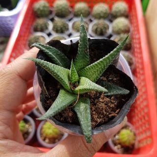 Móng rồng xoáy