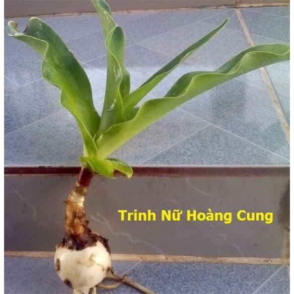 Cây giống cây Trinh Nữ Hoàng Cung, được cố định trong thùng hàng, đảm bảo tươi nguyên