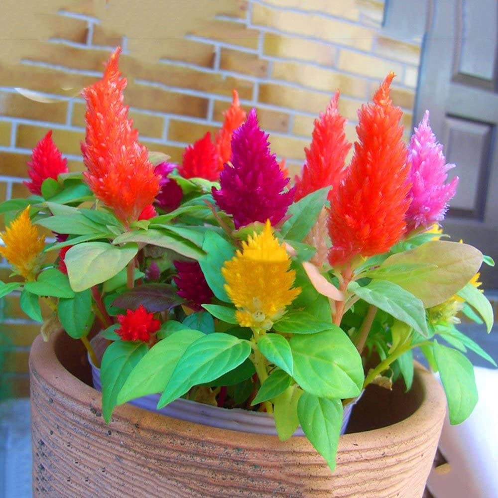 Hạt giống hoa Mào gà lửa đuôi phụng mix nhiều màu nhập Thái lan nguyên gói 110 hạt (Selosia Plumosa)