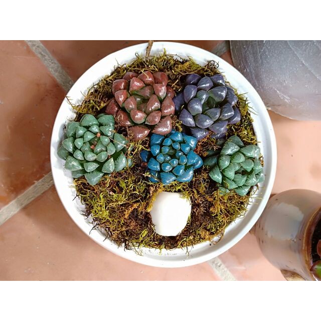 SEN KIM CƯƠNG HAWORTHIA COOPERI