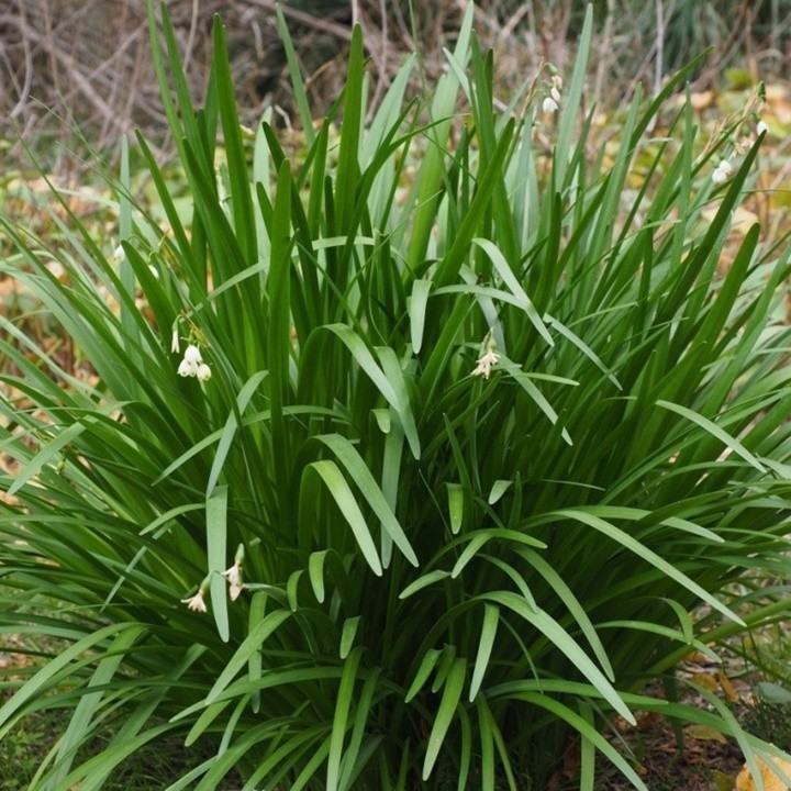 HẠT GIỐNG HẸ LÁ - GÓI 1 GRAM