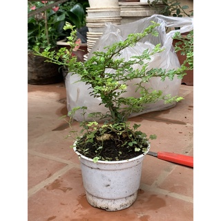 Cây cần thăng size trung cao 40cm (ảnh thật).