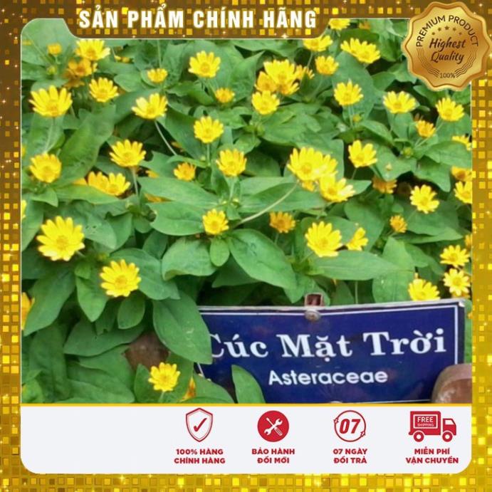 50H - Hạt Giống Hoa Cúc Mặt Trời