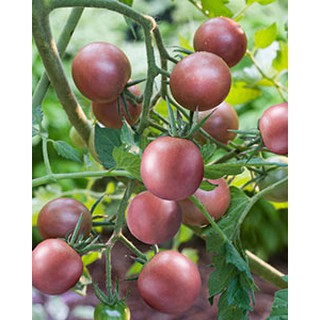 Hạt giống cà chua bi socola - Gói 30 Hạt - STHG2