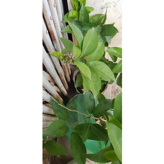 cây giống lan tỏi