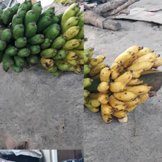 Chuối hột rừng chín cây tự nhiên 100k/1kg