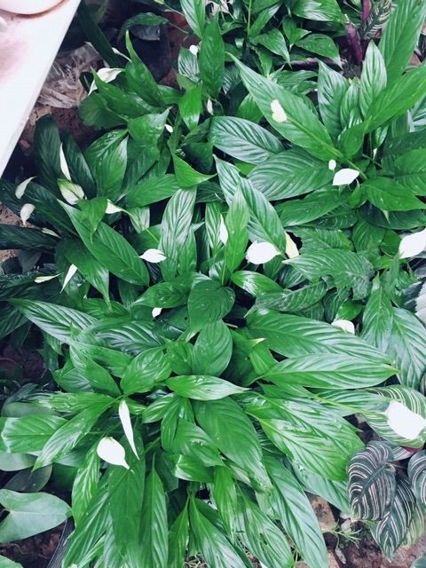 1 chậu hoa lan Ý Mỹ