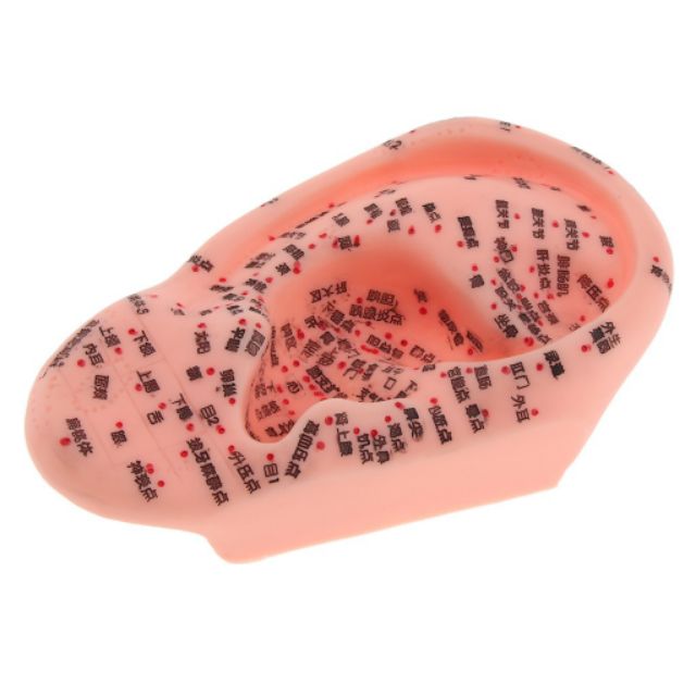 Mô hình LOA TAI TẶNG MIẾNG DÁN NHĨ CHÂM VÀ TRANH HUYỆT