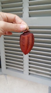Hồng treo đà lạt