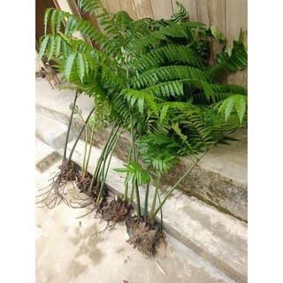 củ vua dương xỉ _ King Fern size lớn