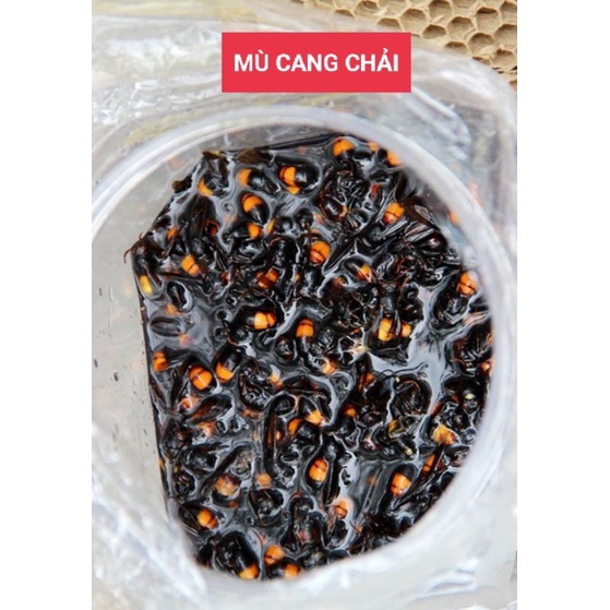 Ong vò vẽ dùng ngâm rượu