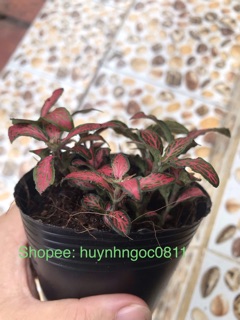 Cây cẩm nhung đỏ/lá may mắn