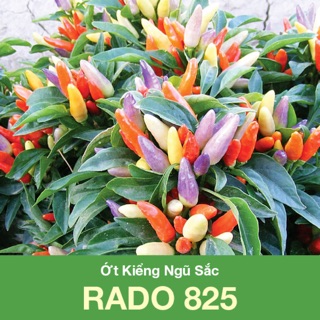 Hạt Giống Ớt Kiểng Ngũ Sắc 825 (0.2gr)