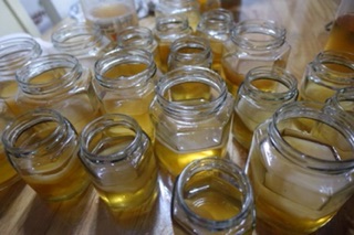 Kombucha, nấm thủy sâm, Scopy kèm nước mồi