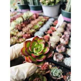 Sen đá vỉ size 3-5cm