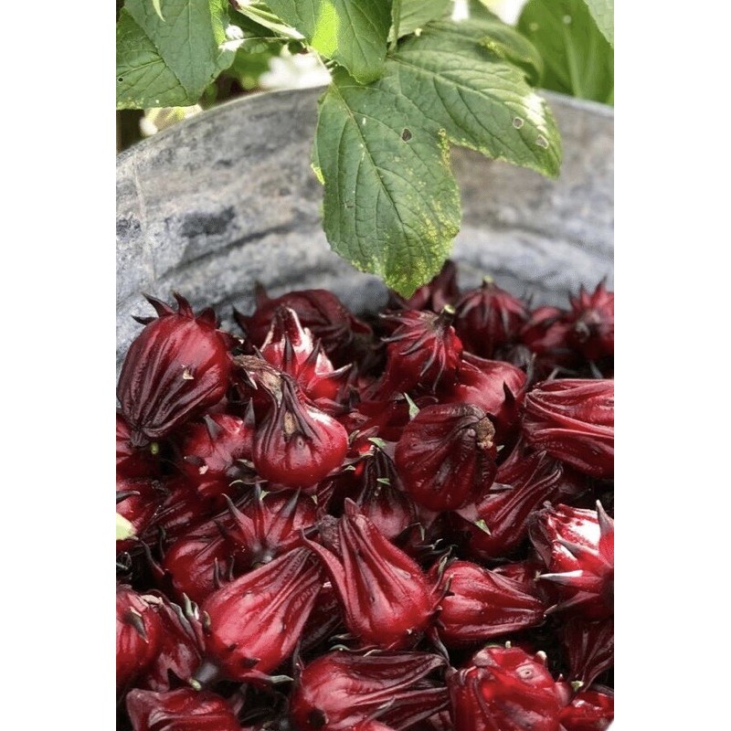 Trà Hoa Hibiscus Bụp Giấm nguyên bông Phơi khô - Hữu Cơ