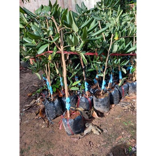 cây nhãn xuồng mau cho trái