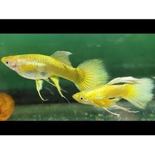 Combo 1 cặp FULL GOLD RIBBON