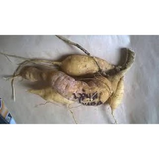 Củ giống hoa thược dược combo 5 củ 5 màu