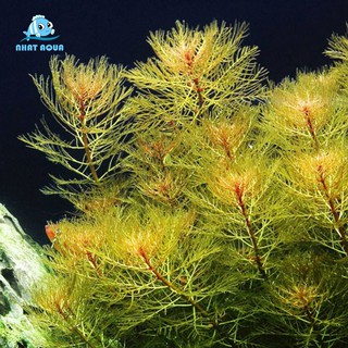 Cây thủy sinh Rong Đuôi Phụng Đỏ