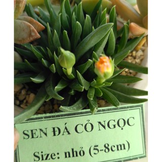 Sen đá cỏ ngọc - size nhỏ (5-8cm)