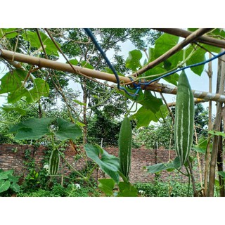 Hạt giống lặc lày - 10 hạt (lặc lè, mướp nhật)