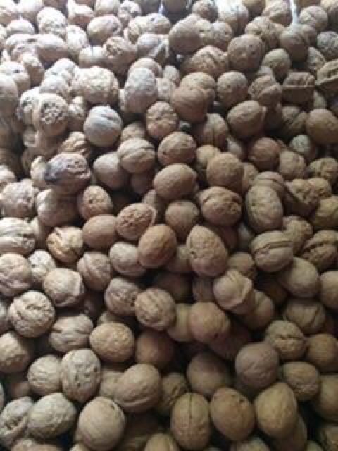 Óc chó khô núi rừng sapa 1 kg