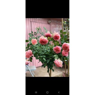 cây hồng dễ trần
