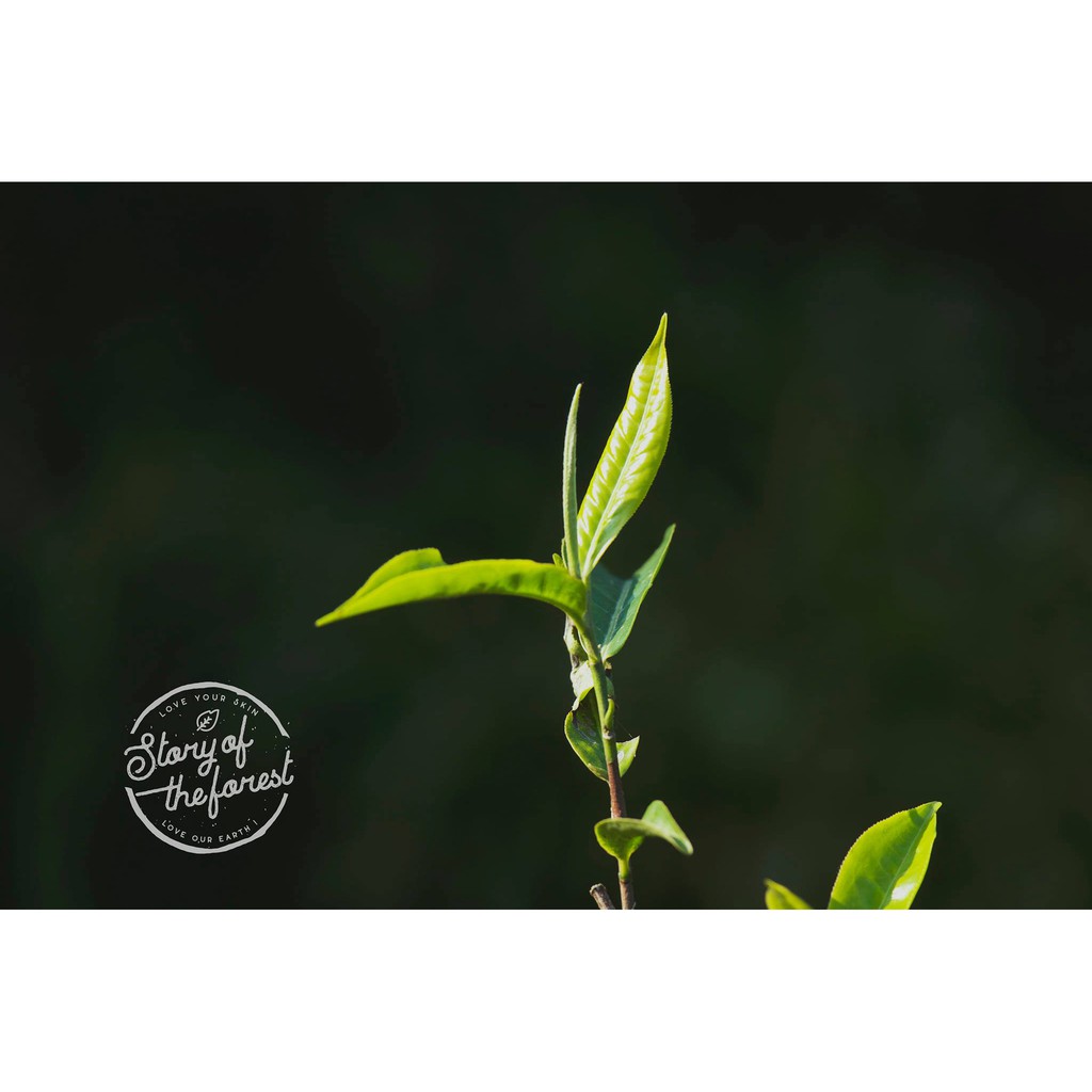 NƯỚC DƯỠNG DA TRÀ XANH