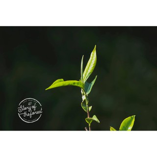 NƯỚC DƯỠNG DA TRÀ XANH [STORY OF THE FOREST]