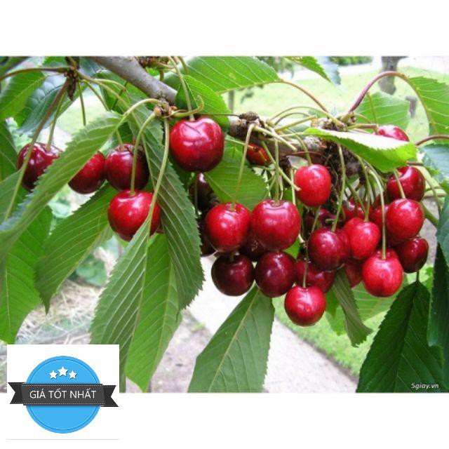 Hạt giống Anh đào (Cherry) (5 hạt) ĐẾN MÙA TRỒNG TẾT