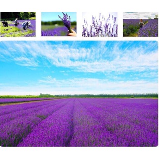 Túi thơm lavender nhập khẩu