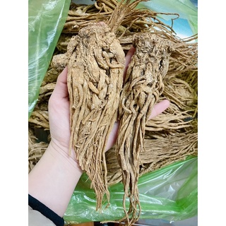 ĐƯƠNG QUY KHÔ (Mới, đẹp,size 15-16 củ/kg) [1KG]