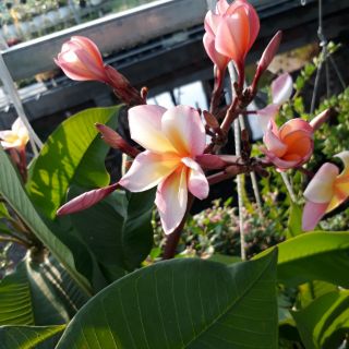 Cây 🌲 Sứ Đại  Nhập Thái