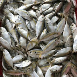 Khô cá chỉ vàng