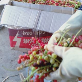 1 kg ngũ vị tử phơi khô