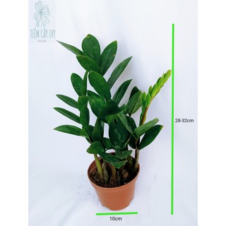 Chậu Cây Kim Tiền Để Bàn Xanh Tốt Cao 15cm 5-6 thân tặng kèm sỏi trắng và xỉ than lót đáy chậu