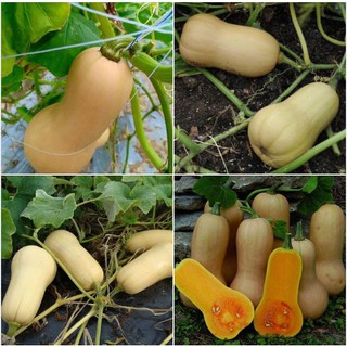 Hạt giống bí ngô mật butter F1 Đài Loan 2gram/gói